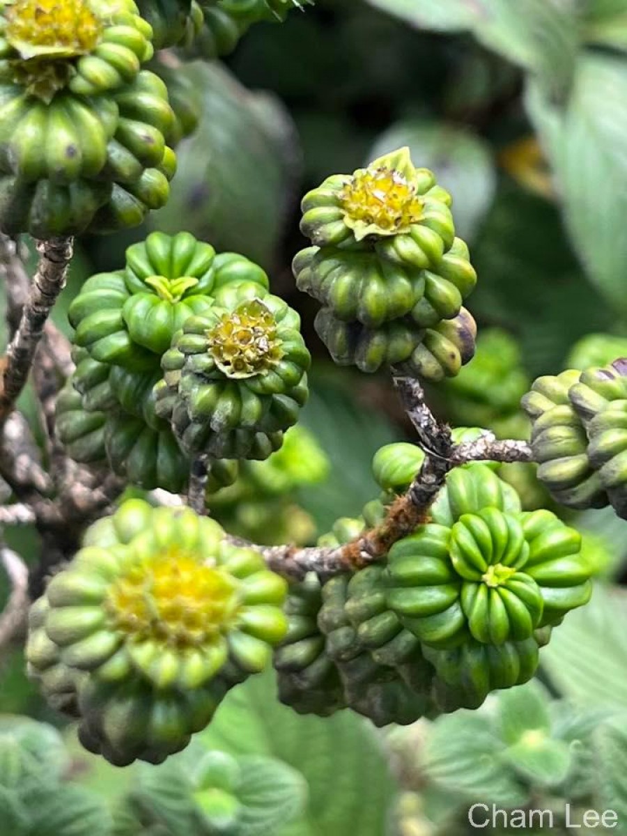 Hedyotis quinquinervia Thwaites